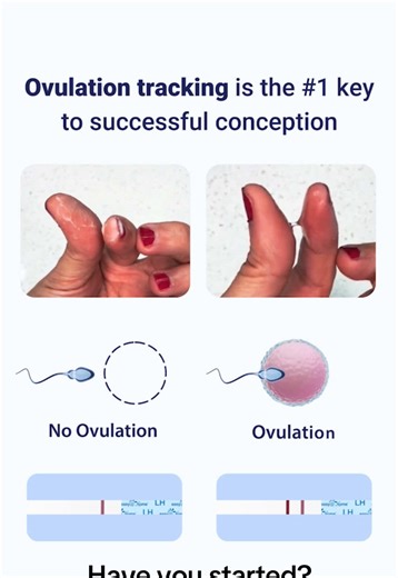 Understanding Ovulation for Conception Success