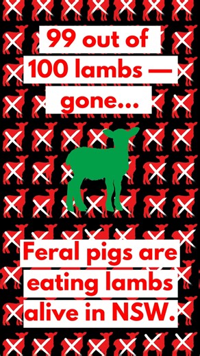 This is why our Conservation Hunting Bill matters. Conservation hunting is safe, effective, and essential for protecting our land. Read the full story here: https://www.abc.net.au/news/2025-11-04/feral-pigs-eating-lambs/105835106?fbclid=IwY2xjawN4supleHRuA2FlbQIxMQBzcnRjBmFwcF9pZBAyMjIwMzkxNzg4MjAwODkyAAEectyHE2JHiQBkyxVkN9Gh3wRPa_0-Tv2Yv9pSXpdoRU0T8EEbnZUwyVCdoqU_aem_oLUpYRXZdo10C7inPBStPw | Shooters Fishers and Farmers Party