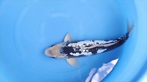 This living jewel is a Kumonryu from Kawakami Koi Farm. It'll make a splash in your pond! See more here: https://www.kodamakoifarm.com/product/kumonryu-koi-s0506t007/ | Kodama Koi Farm