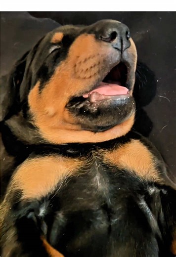 Adorable Sleeping Puppy Moments That Will Make You Smile