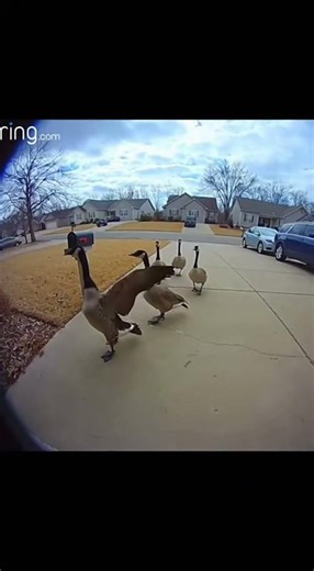 Geese March Like Tiny Soldiers!