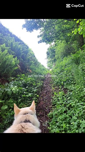 #CapCut #loveyou #wolf #today #fyp #malamute #malamutelife #dogsofttiktok #dog #czechwolfdog #GSD #wales #countryside #countrysidelife #northwales #airbnb