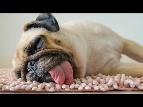 💗🐶 MUSICA para DORMIR perros PUGS 🐾 (SI FUNCIONA 😱)