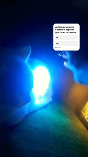 картонный дом кошки