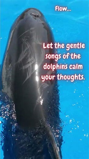 Underwater Serenity Dolphin Songs & Ocean Waves for Deep Relaxation & Meditation #dolphins #dolphins