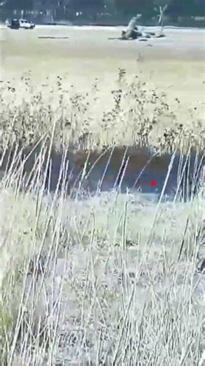 Blood Sport: The Controversy of Fox Hunting#foxhunting #hunting