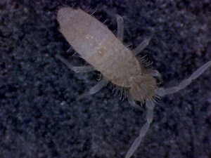 Springtail (Springschwanz)
