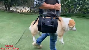 Watch dog lift harness on Amazon Live