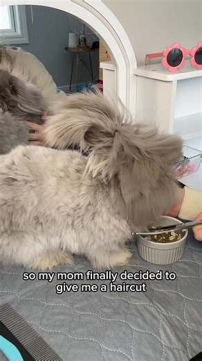 Diva Angora Rabbit Grooming Tips