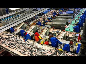 Canned Tuna Making Process | Canned Fish Processing Line | How Canned Fish Is Made