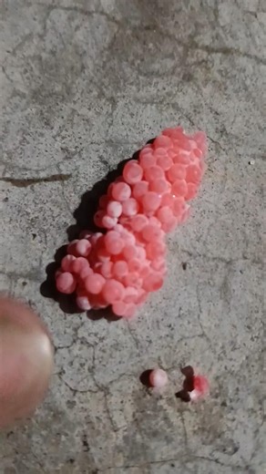 Crush snail eggs by hand.