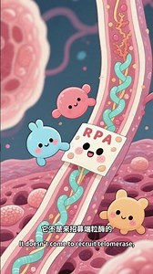 端粒酶存在，为什么人还是会衰老？