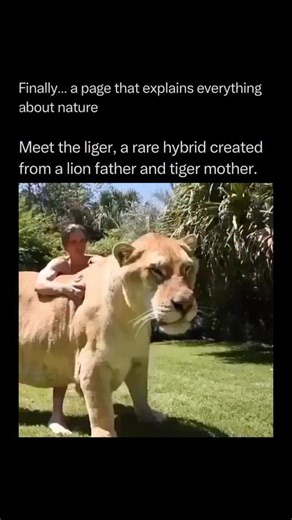 Nature Animals Plants Geography on Instagram: "Follow @explainingthewild for the best nature, animal, planet, and geography content 🧠⚙️ The Liger is a fascinating example of “growth dysplasia” caused by a quirk in feline genetics. Because lions and tigers are separate species, they possess different “genomic imprinting” strategies. In lions, the male passes on growth-promoting genes to ensure his offspring are large and competitive, while the female provides growth-inhibiting genes to balance i