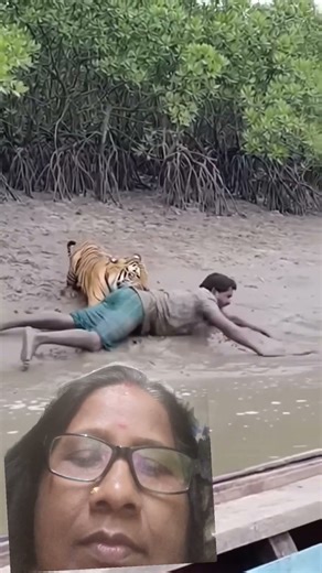 tiger attack 🐯 #wildlife #animals #tiger #trending .