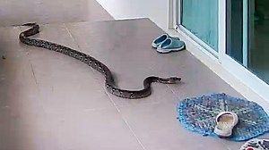 Terrifying moment hungry snake tries to eat cat