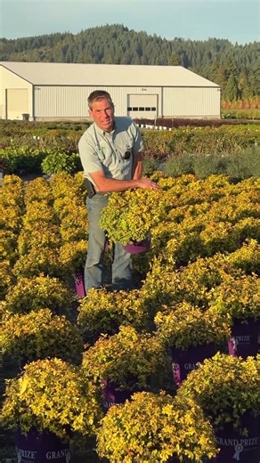 Featuring our Goldmound Spirea in a #5 super Grand Prize pot!