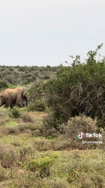 Elephants Chasing Lions: A Wild Encounter in Nature
