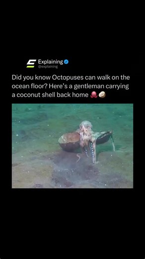 Explaining on Instagram: "Octopuses do not just swim. They can actually walk along the ocean floor using their arms. 🐙 Instead of moving like typical animals, they coordinate multiple arms to push and pull themselves forward, sometimes mimicking the motion of other creatures to avoid predators. This lets them move quietly, stay low, and blend into their surroundings while conserving energy. 😮 It is one of the many reasons octopuses are considered some of the most intelligent and adaptable anim