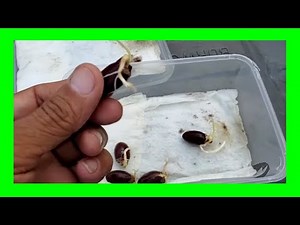 How to Germinate Seeds Fast in Paper Towel | Seeds Germination Hack!