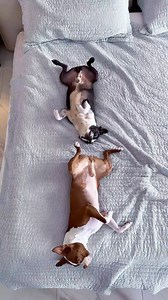 Ash vs. Bowser: The Fart Chronicles Start your day the Bowser way! Poor Ash was just enjoying a peaceful nap when Bowser decided to unleash the ultimate butt-powered alarm clock! 😂 The look on Ash’s face when that stink bomb hits? Absolutely priceless! Watch as the hilarity unfolds, proving that life with dogs is never dull—and sometimes downright stinky. 🐾💨 If you’re a dog lover who’s experienced too much personality from your furry friends, this one’s for you. . . . #dog #dogsofinstagram #b