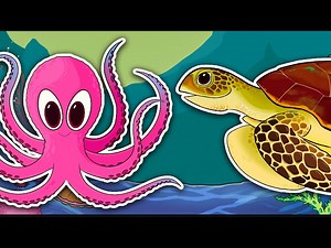 ULTIMATE Tide Pool Animal Guessing Game for Kids! - Videos For Kids