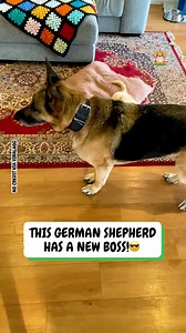 14K views · 283 reactions | It's very clear who the boss is around here... 藍 | Fluffy Animals | Facebook