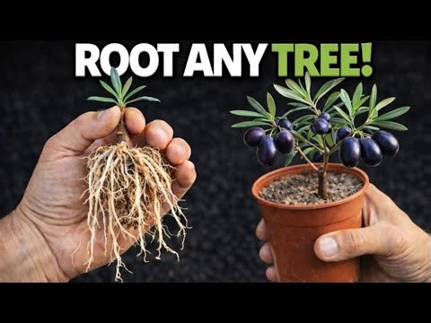 The Real Secret to Rooting Any Tree (Today We Test It on Olive Trees)