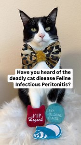 After decades of death, FIP has a known cure & is now legal to treat in the US, as well as, many other countries. 💪🥊🎉 Last month, Mochi entered a photo contest for FIP Legends & was one of the winners. Thank you so much @fipglobalcats for sending Mochi this amazing FIP Global Cats swag. Thank you also for helping us save Mochi! We know he is alive today because of the dedication of our Admins & veterinarians. We can not thank you enough for the years of dedication in helping cat parents in sa