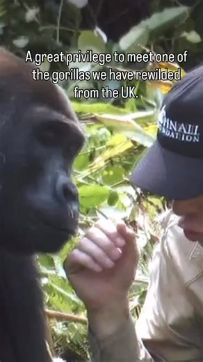 Proud to be the only organisation in the world re wilding gorillas. It's too late to rewind but together we can re wild. | Damian Aspinall