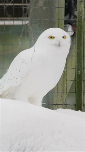 Did this Owl just do a 360?! 🦉😮
