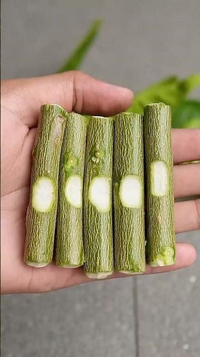 🍋Best ideas to growing Lemon Tree cuttings for Beginners!🌱