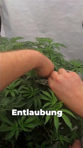 80% Entlaubung - es wurde rasiert🌱🥦 | #greennode #shorts