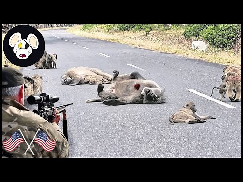 How Florida Farmers Deal With Millions Of Baboons Attack The City | Farming Documentary