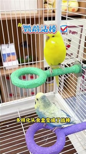 Can parrot perches even be used to feed parrots now? Multi-purpose, saving you money on ! #parrotper