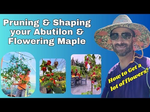 Winter Pruning Abutilons aka Flowering Maples