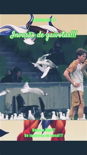 No futebol australiano tivemos isso ontem, uma invasão de gaivotas. Surreal #futebol #inacreditavel