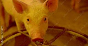 Pigs eat feed.Close-up of a small piglet eating food on the floor.Family of little pig eating in a farm.(yellow light scene)