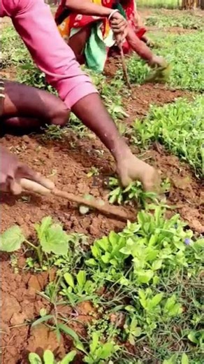 Importance of Manual Weeding in Plant Fields