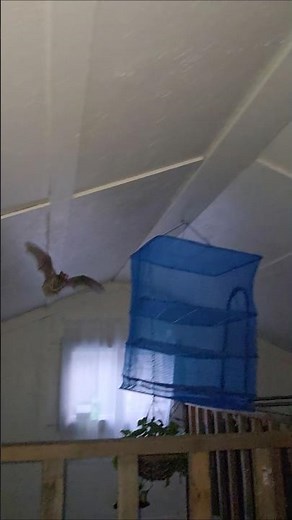 There is a Bat in my Cabin!!! Little Brown Myotis (Little Brown Bat) #bats