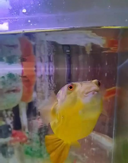 6.1K views · 93 reactions | 呂戀 #aquarium #fish #freshwaterfish #saltwaterfish #marinefish #tropicalfish #coldwaterfish #usa | Ny Pheap | Facebook