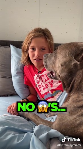 Why Pitbulls Make Great Cuddle Buddies for Kids