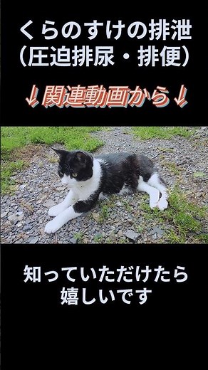 動画紹介〜くらのすけの排泄〜 #cat​ #猫​ #ねこ​ #ネコ​ #猫のいる暮らし​ #保護猫​ #ハチワレ #圧迫排尿 #圧迫排便 #介護猫