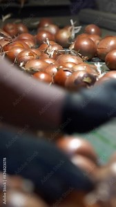 Hands of Seasonal Agricultural Workers Sorting Onions on Conveyor Belt. Freshly Harvested Onion Moving Along Conveyor Belt. Onion Processing Line. Onion Production.