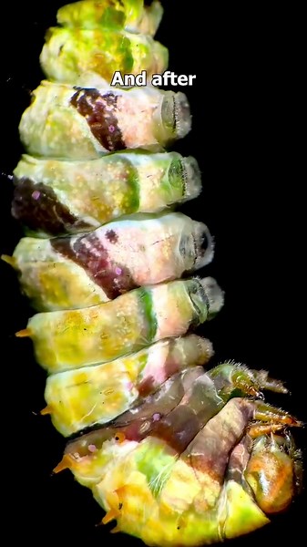 Caterpillar Metamorphosis Up Close – A Microscopic Journey