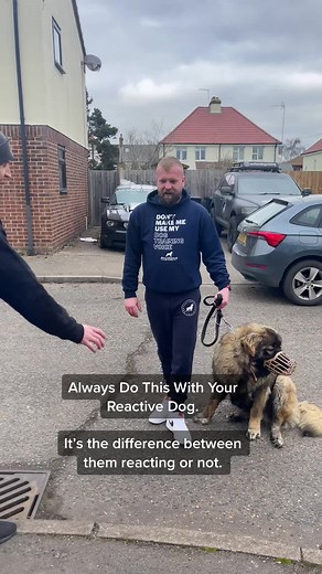 How to Calmly Handle Your Reactive Dog