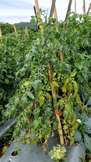 clip-4002161445-lush-organic-tomato-plantation-on-hillside-farm