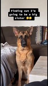 Get Your Dog a Dog – Best Advice Ever