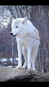 Do you love wolf? | Wolf lovers