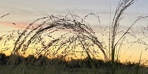 MADE IN NEVADA: Desert Oasis Teff and Grain