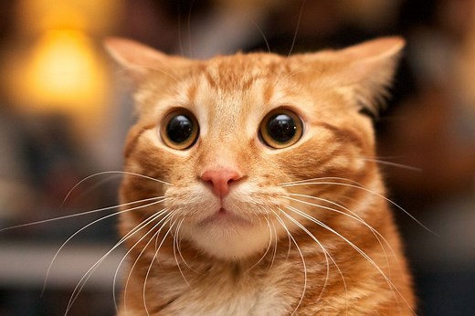 The (very adorable) reasons cats get the zoomies after pooping | BBC Science Focus Magazine